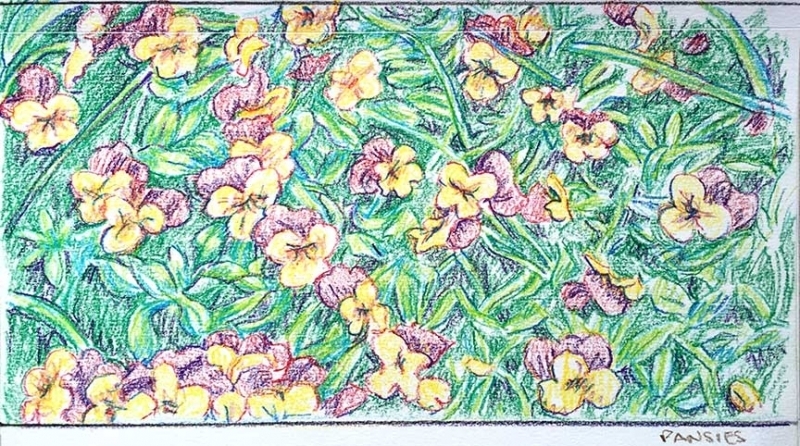 Study-Pansies